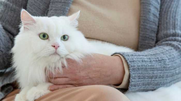 Realistic Robotic Pet Companion Cats Offer Personally Rich Experience